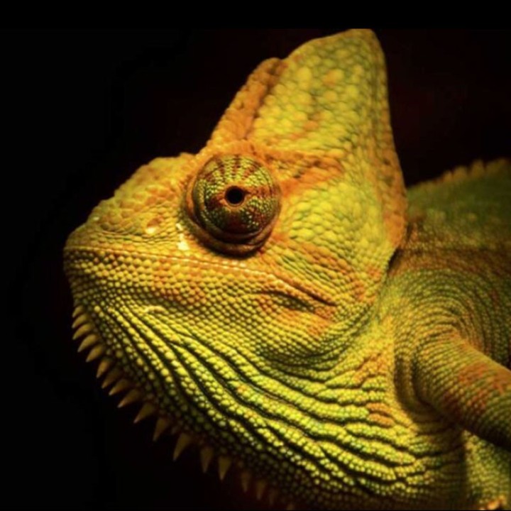 Black Spot Polaris IA Sensor LED 30W CCT RGB+W 24° Rail 3 all LAES