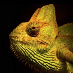 Spot Blanc Polaris IA Sensor LED 30W CCT RGB+W 24° Rail 3 all LAES